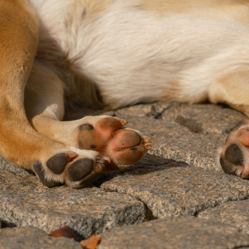Cubey SafeStroll lightweight adhesive paw pads for dogs