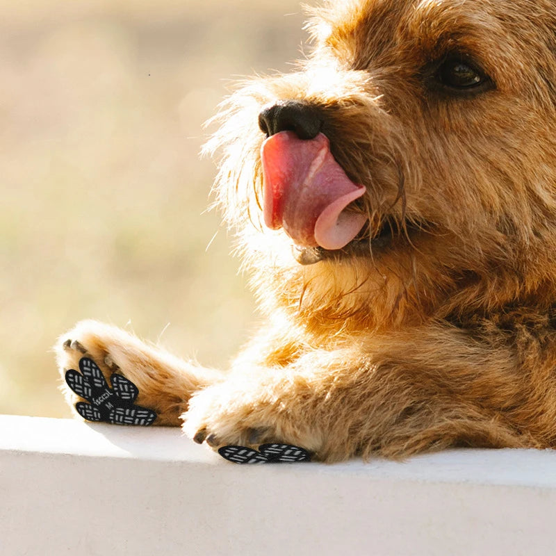Protective paw pads for dogs on warm pavement and sidewalks
